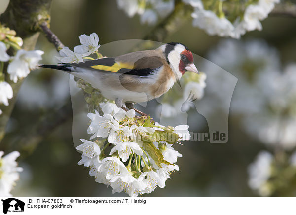 European goldfinch / THA-07803