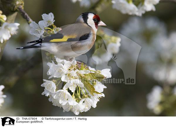 European goldfinch / THA-07804