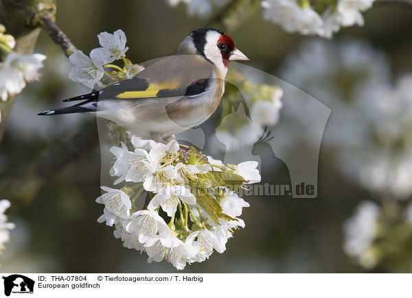 Stieglitz / European goldfinch / THA-07804