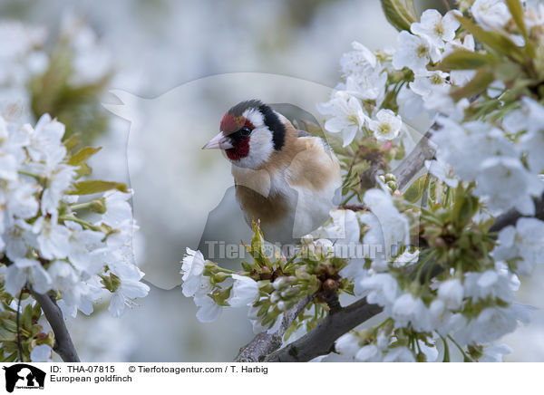 Stieglitz / European goldfinch / THA-07815