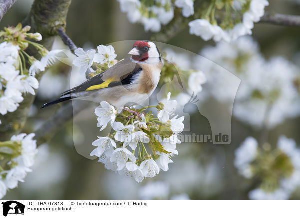 Stieglitz / European goldfinch / THA-07818
