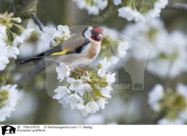 Stieglitz / European goldfinch / THA-07819