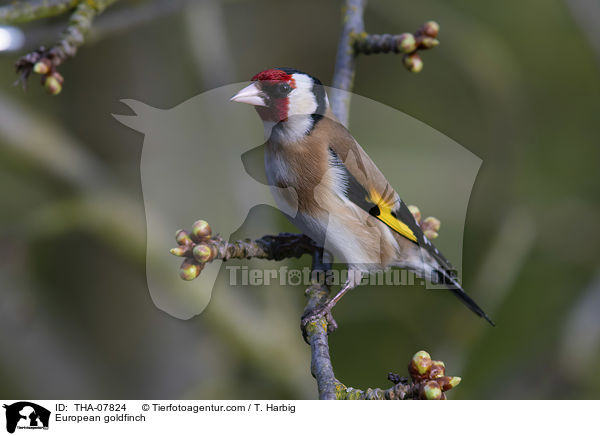 Stieglitz / European goldfinch / THA-07824