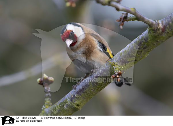 Stieglitz / European goldfinch / THA-07828