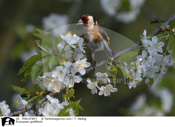 Stieglitz / European goldfinch / THA-07841