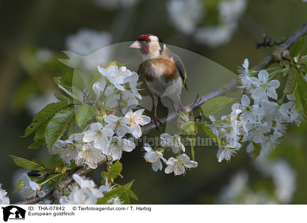 European goldfinch / THA-07842