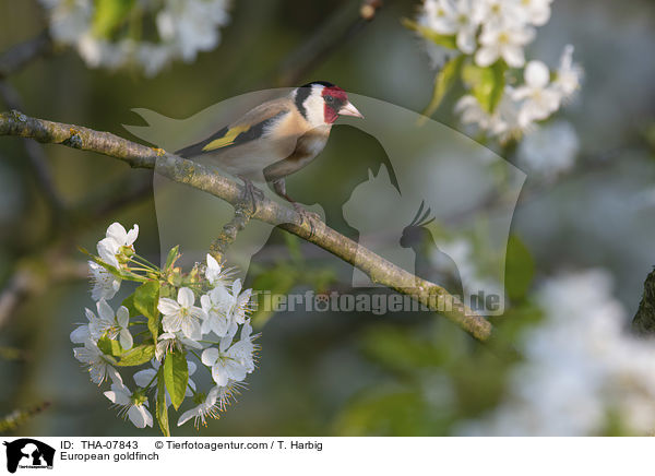 Stieglitz / European goldfinch / THA-07843