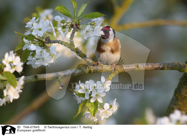 Stieglitz / European goldfinch / THA-07845