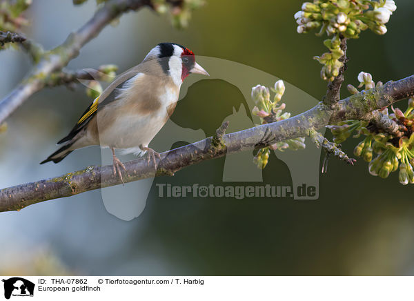 European goldfinch / THA-07862