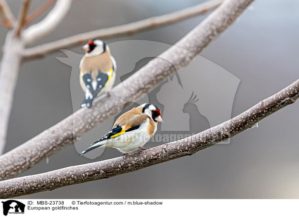Stieglitze / European goldfinches / MBS-23738