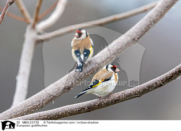 European goldfinches / MBS-23739