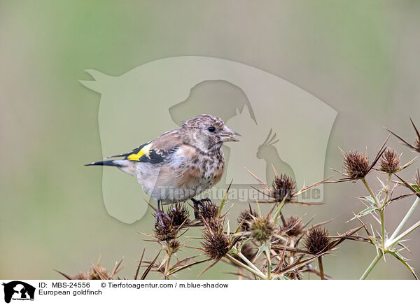 European goldfinch / MBS-24556