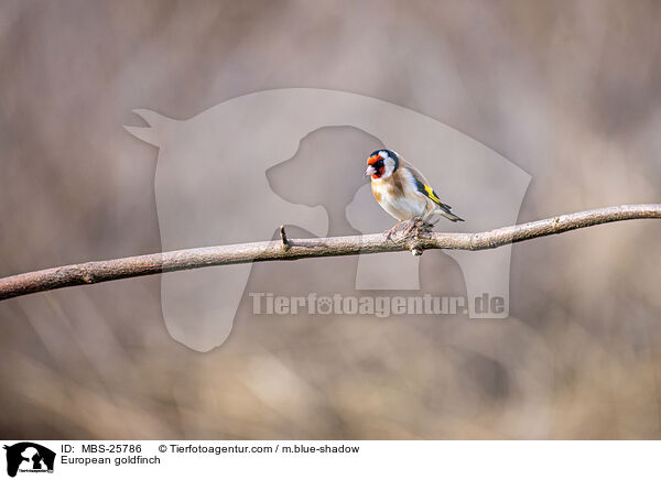 Stieglitz / European goldfinch / MBS-25786