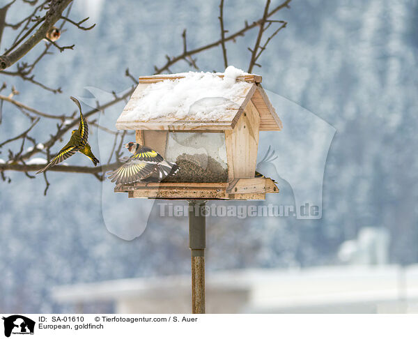 European, goldfinch / SA-01610