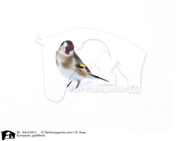 European, goldfinch / SA-01611