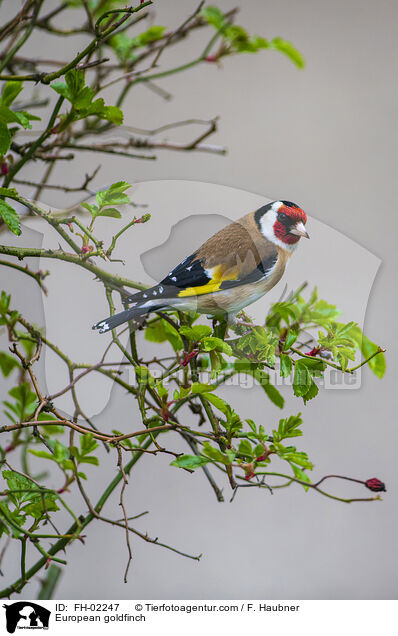 European goldfinch / FH-02247