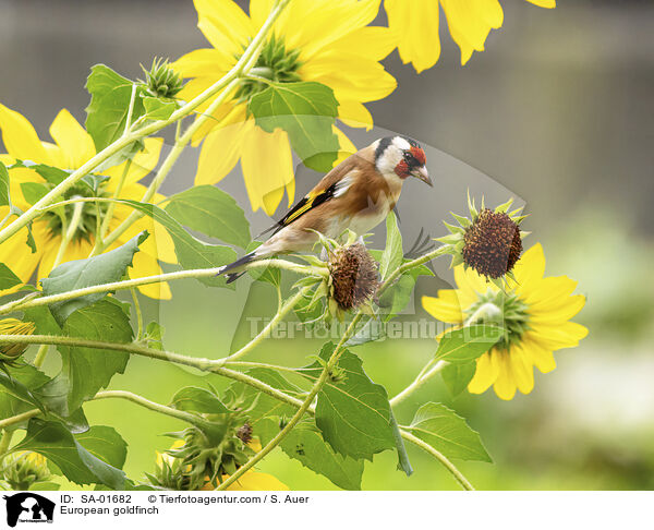 European goldfinch / SA-01682