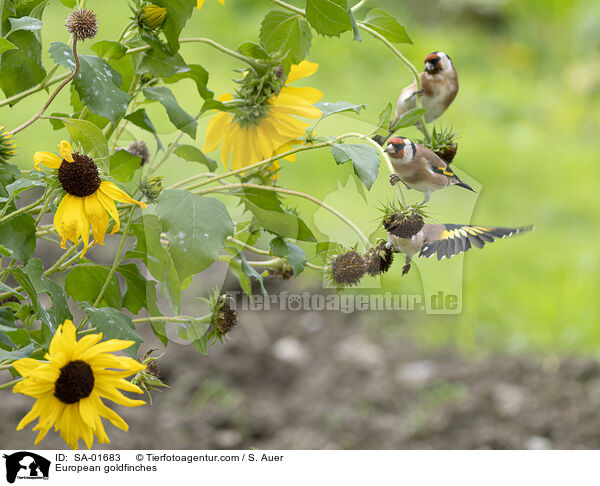 European goldfinches / SA-01683