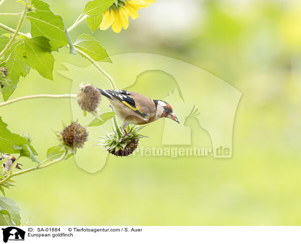 European goldfinch / SA-01684