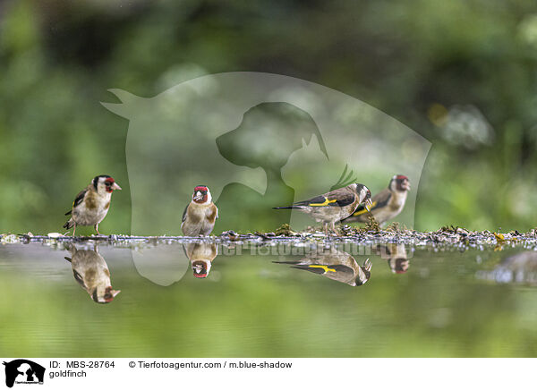 goldfinch / MBS-28764