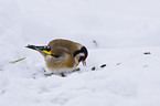 goldfinch