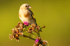 goldfinch