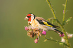 goldfinch