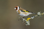 European goldfinch