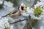 European goldfinch