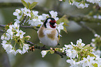 European goldfinch