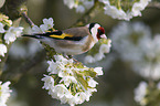 European goldfinch