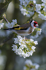 European goldfinch