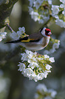 European goldfinch