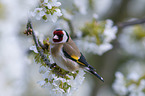 European goldfinch