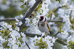 European goldfinch