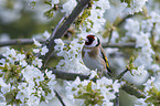 European goldfinch