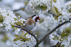 European goldfinch