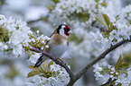 European goldfinch