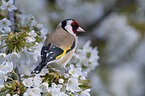 European goldfinch