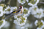 European goldfinch