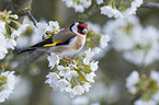 European goldfinch