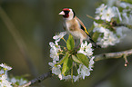 European goldfinch