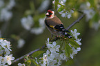 European goldfinch