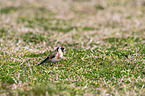 European goldfinch