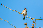 European goldfinch