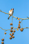 European goldfinch