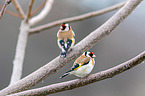 European goldfinches