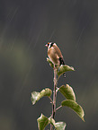 European goldfinch