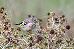 European goldfinch