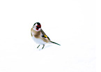 European, goldfinch